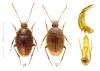 Speodiaetus bucheti